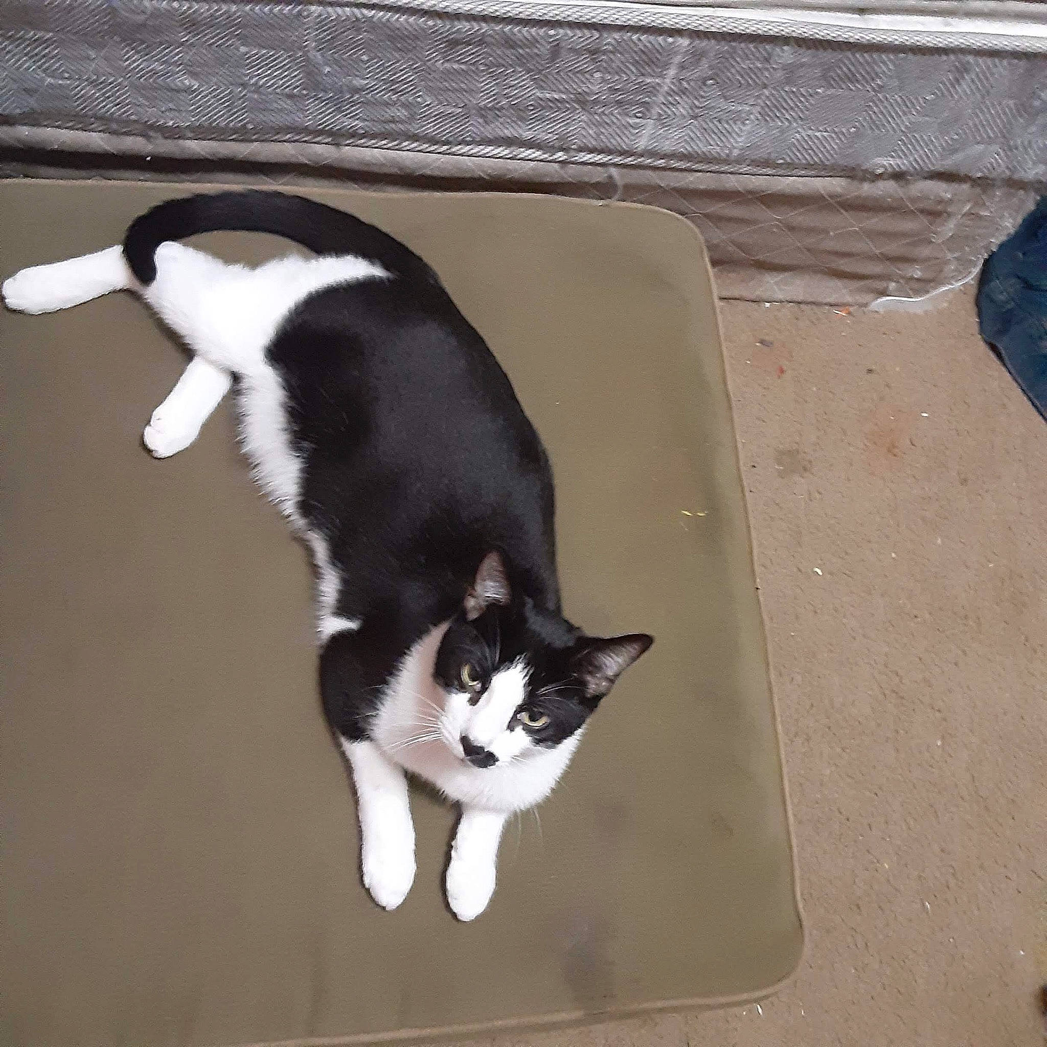 Mjay joined the competition — help win amazing prizes! black_cat, carnivore, cat, concrete, dog_breed, domestic_short_haired_cat, felidae, floor, flooring, fur, paw, road_surface, sand, shadow, small_to_medium_sized_cats, tail, tree, whiskers, window, wood