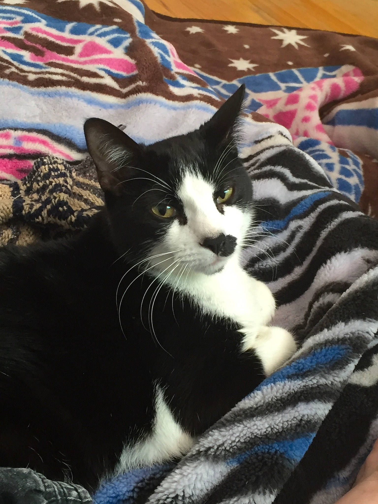 Mjay joined the competition — help win amazing prizes! carnivore, cat, comfort, domestic_short_haired_cat, felidae, fur, grass, linens, pattern, paw, sitting, small_to_medium_sized_cats, snout, tail, tree, whiskers