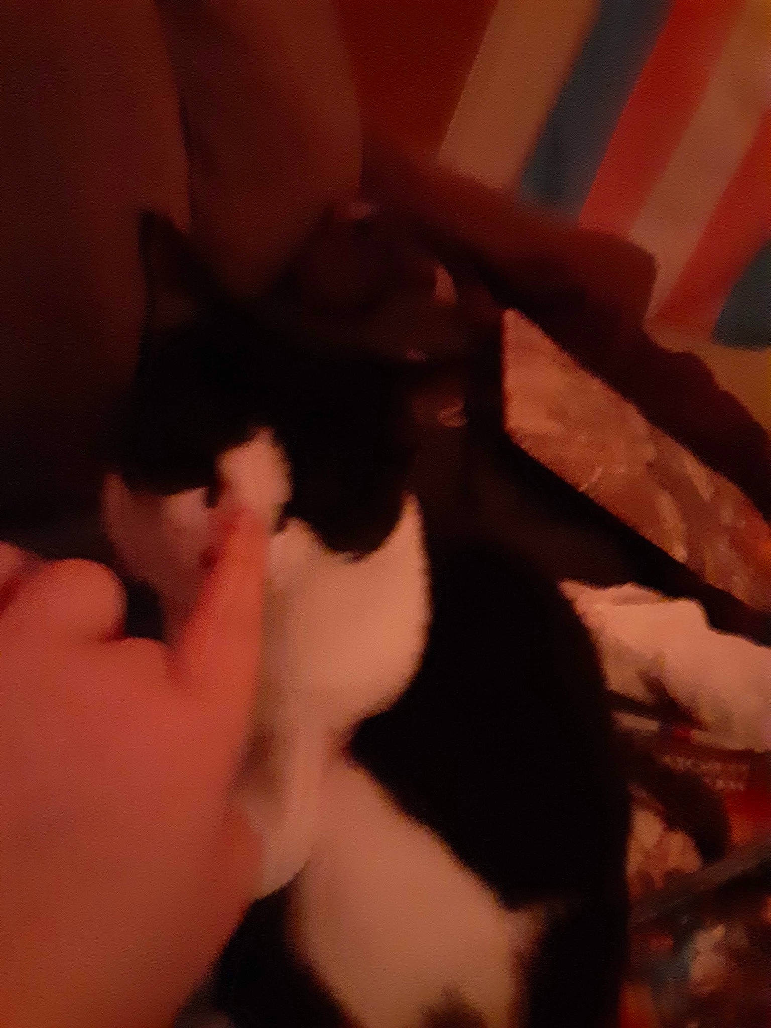 Mjay is registered to the contest to win money with this photo: carnivore, cat, claw, darkness, domestic_short_haired_cat, felidae, flesh, foot, fur, gesture, human_leg, nail, paw, small_to_medium_sized_cats, tail, thigh, thumb, tints_and_shades, whiskers, wrist