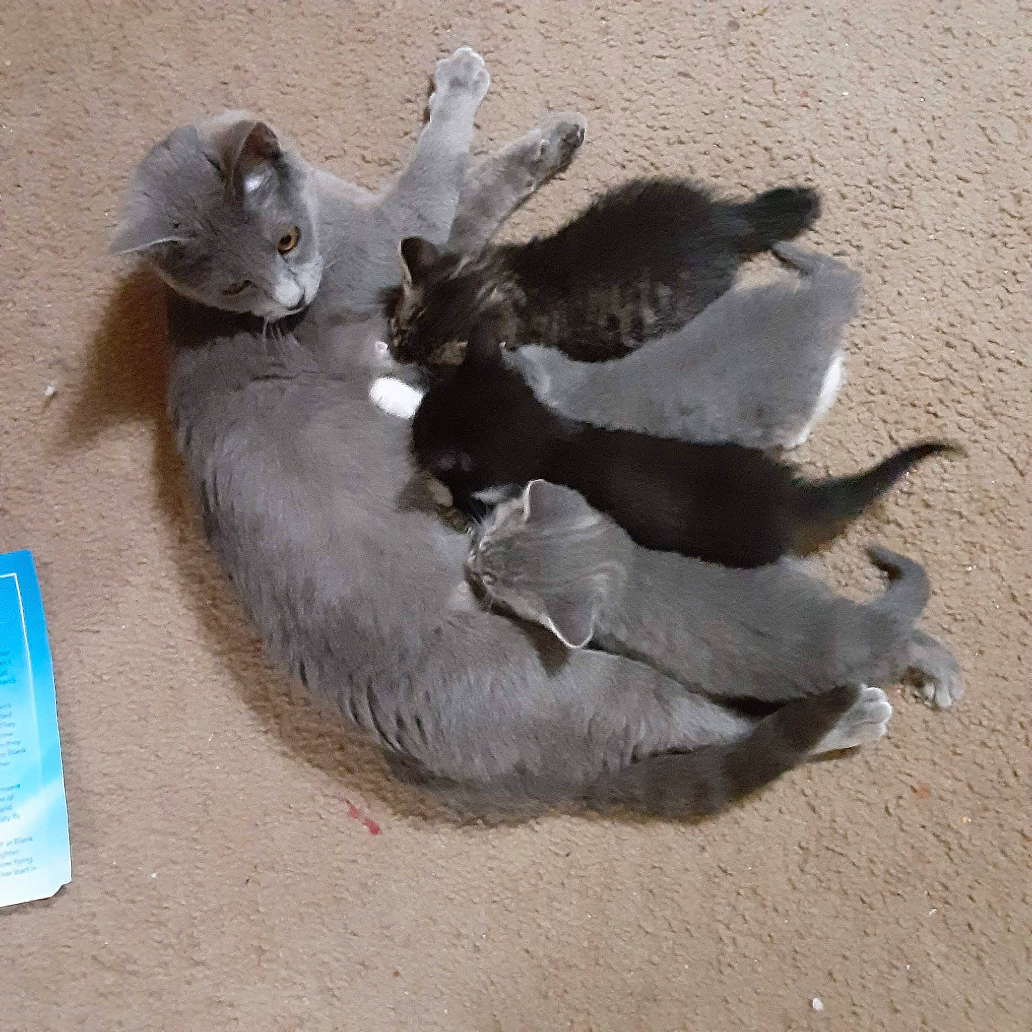 Bean is registered to the contest to win money with this photo: bottled_water, carnivore, cat, cat_bed, comfort, dog_breed, drinking_water, fawn, felidae, mammal, mineral_water, paw, plastic_bottle, sand, small_to_medium_sized_cats, snout, tail, vertebrate, water_bottle, whiskers