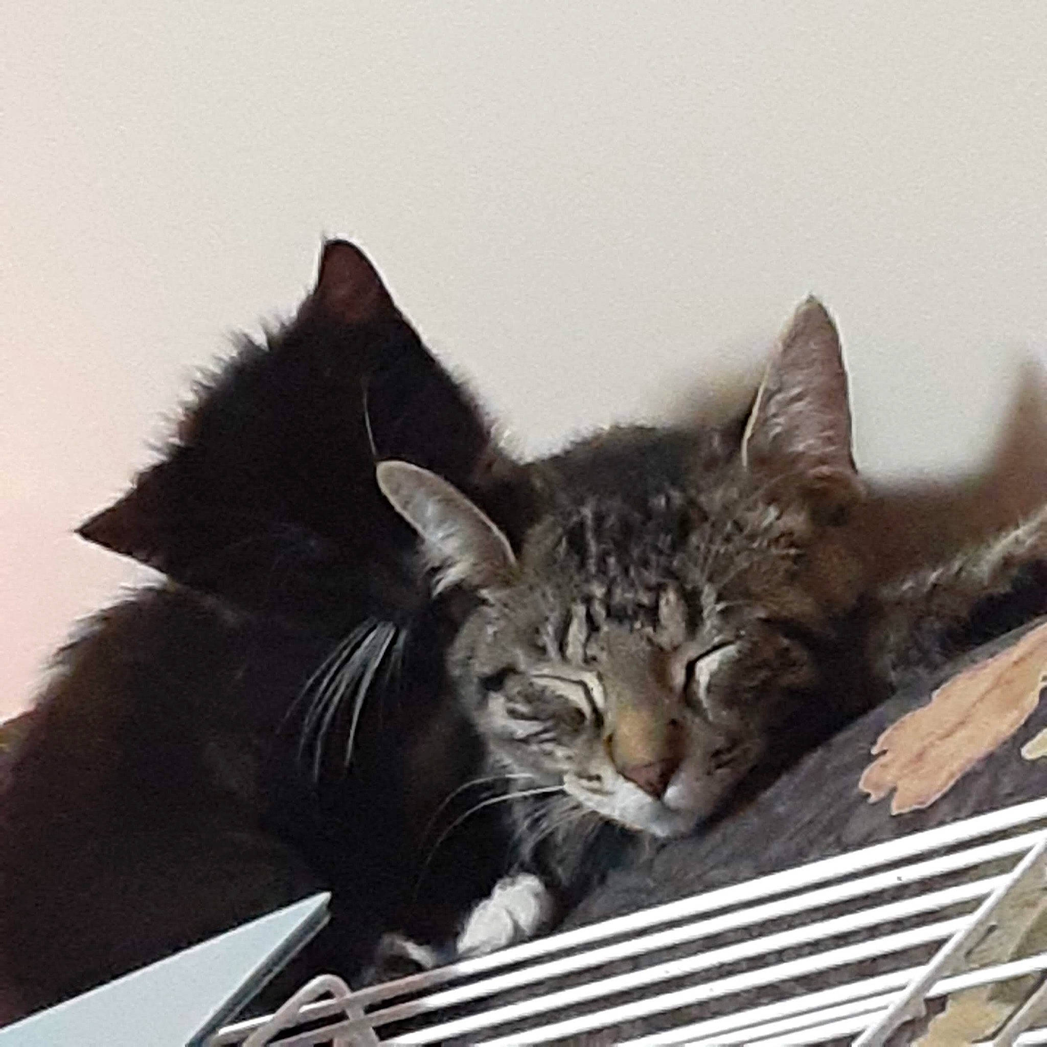 Bean is registered to the contest to win money with this photo: box, carnivore, cat, comfort, domestic_short_haired_cat, felidae, fur, mammal, metal, paw, sitting, sky, small_to_medium_sized_cats, snout, square, tail, tree, vertebrate, whiskers, window