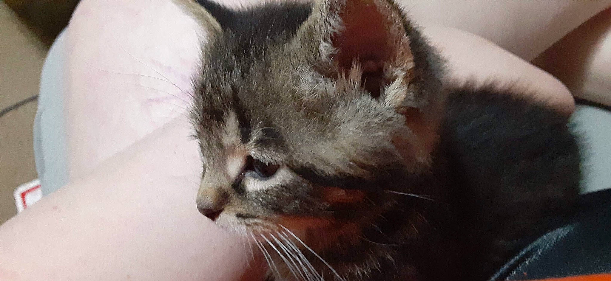 Bean joined the competition — help win amazing prizes! carnivore, cat, claw, domestic_short_haired_cat, ear, fawn, felidae, fur, paw, small_to_medium_sized_cats, snout, terrestrial_animal, whiskers