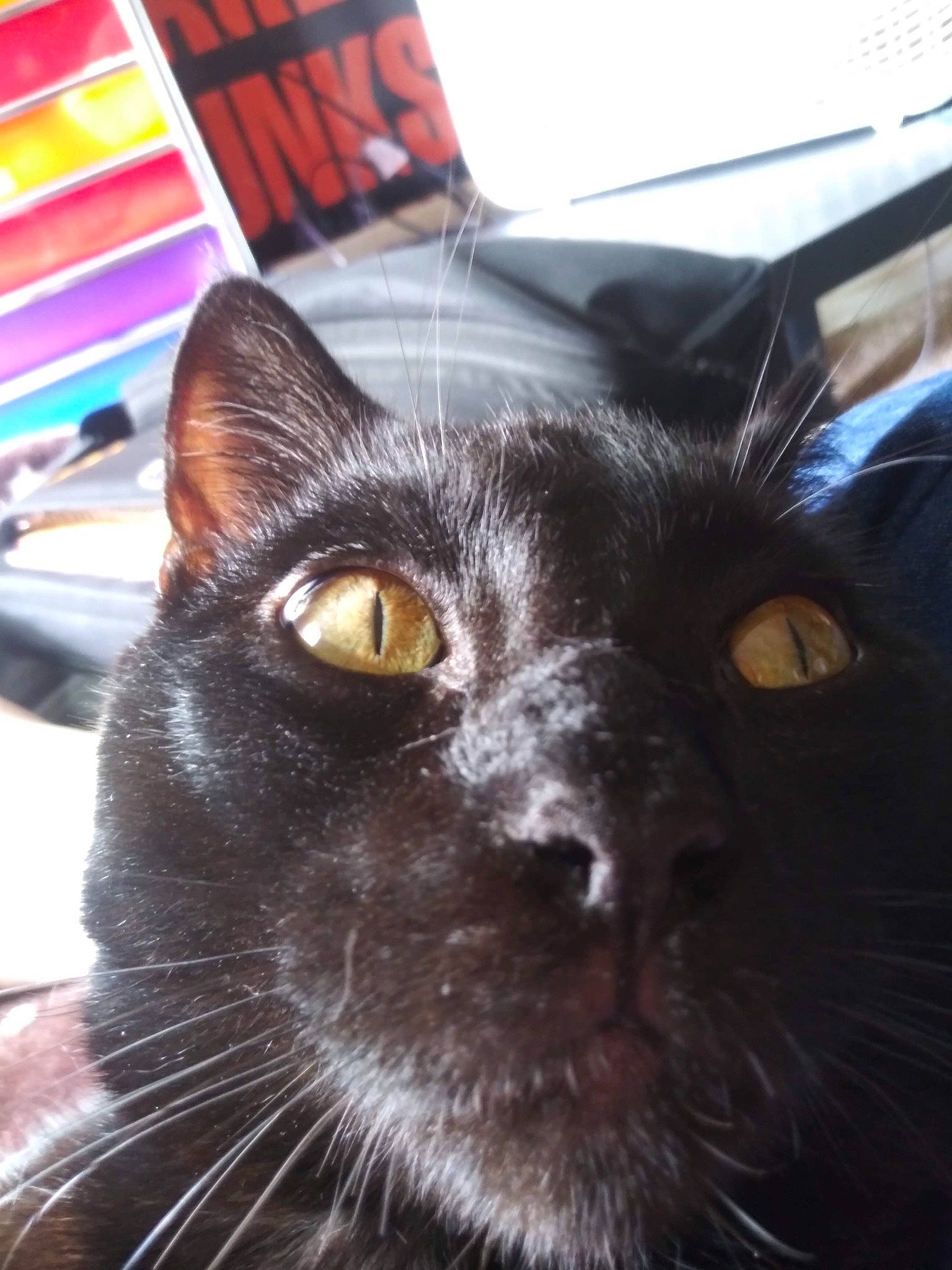 Lyo joined the competition — help win amazing prizes! black_cat, bombay, carnivore, cat, domestic_short_haired_cat, felidae, flag, fur, light, plaid, sky, small_to_medium_sized_cats, snout, tartan, terrestrial_animal, whiskers