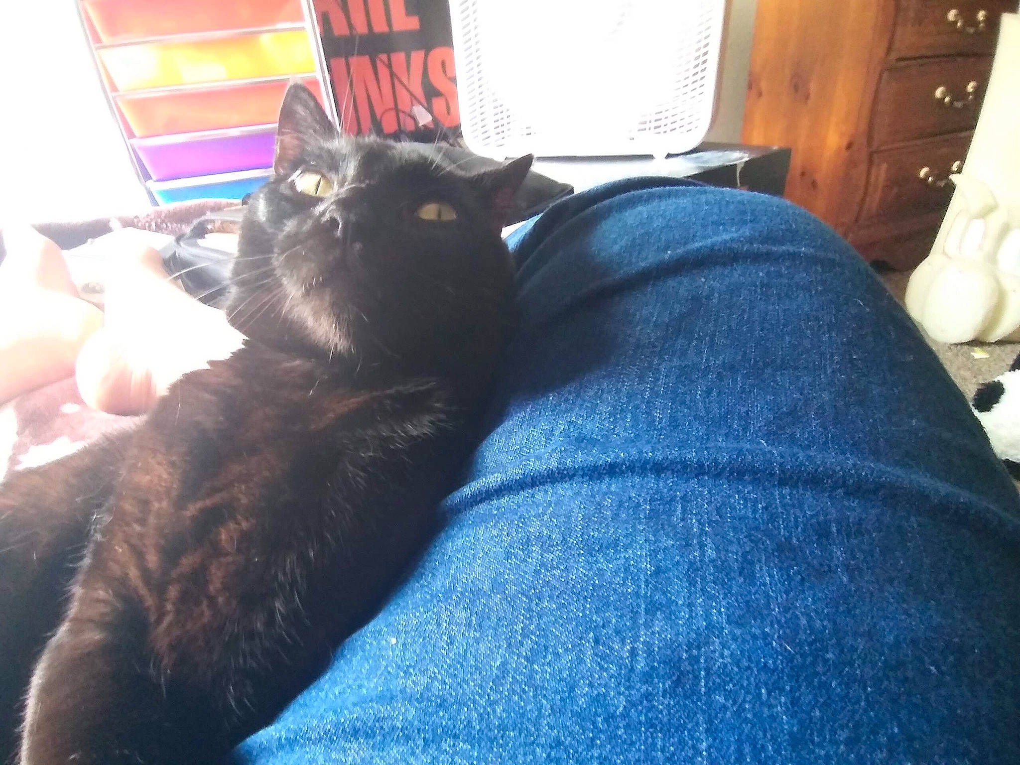 Lyo is registered to the contest to win money with this photo: black_cat, carnivore, cat, comfort, computer, couch, domestic_short_haired_cat, door, electric_blue, felidae, fur, gesture, grey, human_leg, lap, laptop, personal_computer, small_to_medium_sized_cats, tail, whiskers