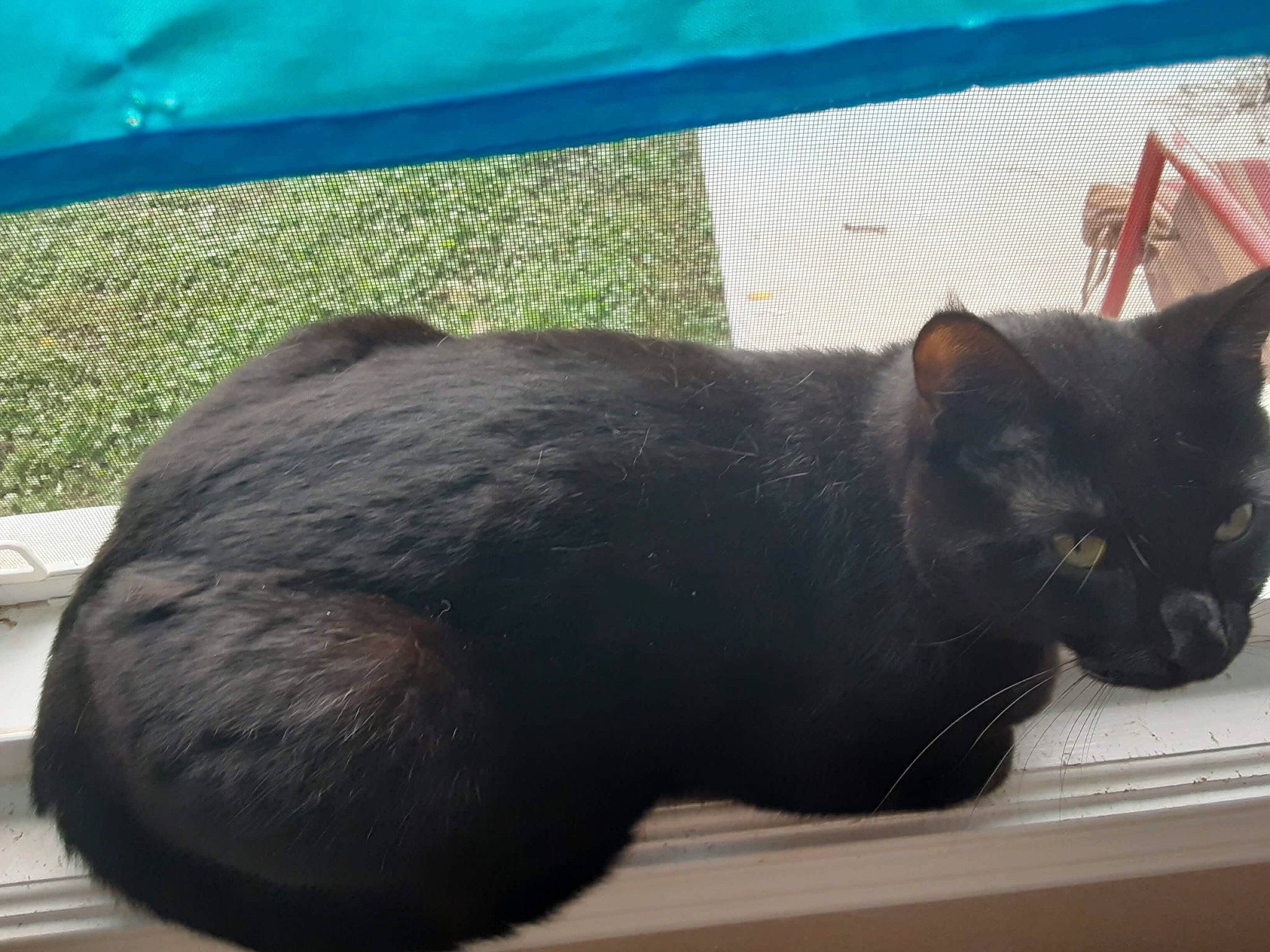 Lyo joined the competition — help win amazing prizes! black_cat, blue, bombay, carnivore, cat, claw, domestic_short_haired_cat, felidae, fur, grass, green, light, shadow, small_to_medium_sized_cats, snout, tail, terrestrial_animal, whiskers, window