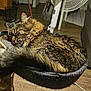 cat, tabby, sleeping, fur, pet, cozy, indoor, furniture, wood_floor, cat_bed, tail, relaxing, domestic_animal, mammal, whiskers, ear, resting, household, fan, closeup