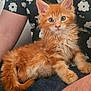 kitten, cat, orange_cat, fur, fluffy, pet, animal, lap, person, shirt, patterned_shirt, flower_pattern, indoor, cute, young_cat, whiskers, ears, eyes, relaxed, domestic_cat