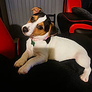 Vaia participe au concours pour gagner de l'argent avec cette photo : animal, black_and_red_chair, black_spots, brown_spots, canine, collar, cozy, curious, cute, dog, domestic_animal, furniture, head_tilt, indoor, jack_russell, lying_down, pet, puppy, white_fur, young_dog