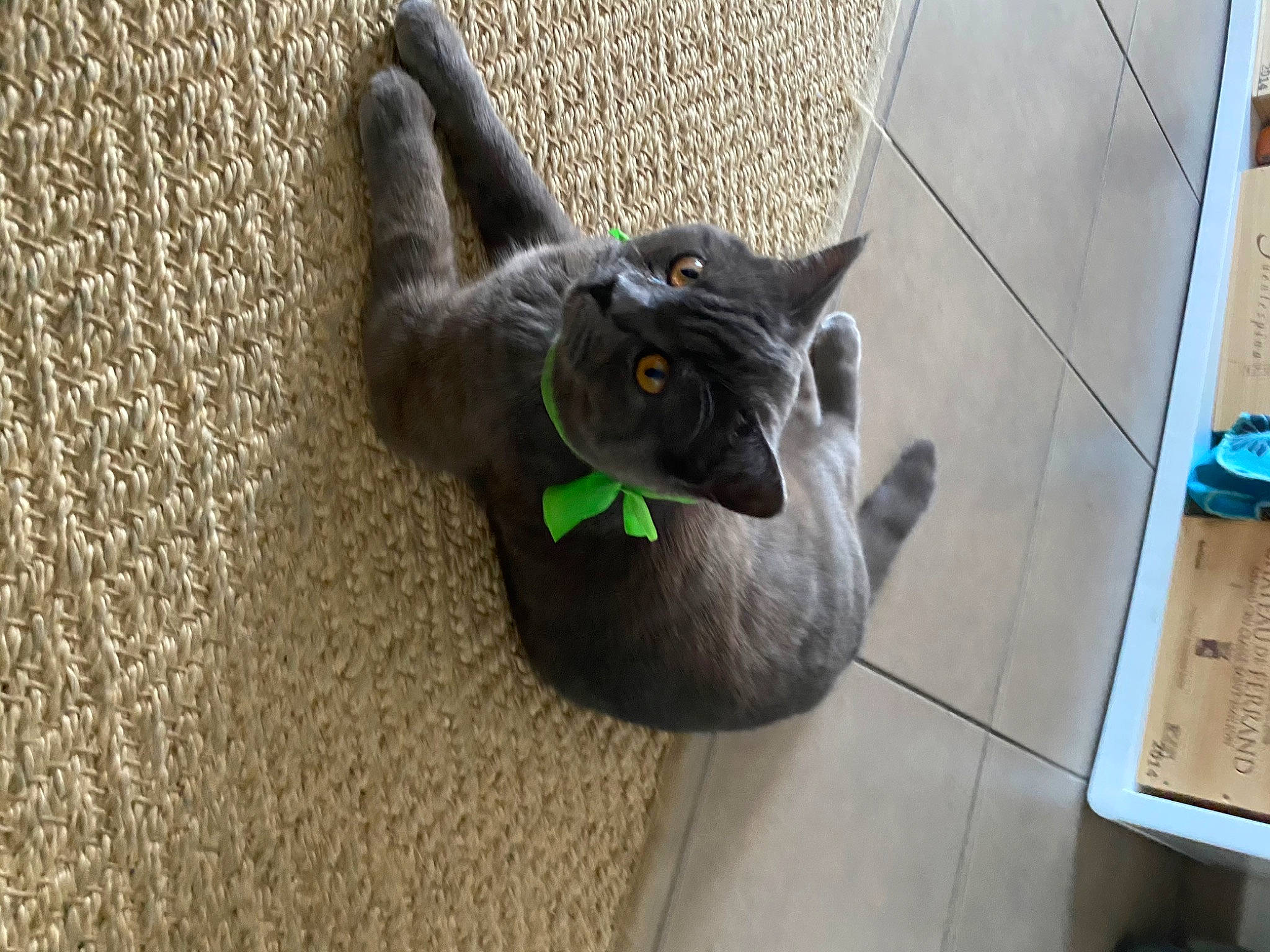 Elliott participe au concours pour gagner de l'argent avec cette photo : black_cat, british_shorthair, burmese, carnivore, cat, chartreux, domestic_short_haired_cat, felidae, korat, nebelung, oriental_shorthair, russian_blue, small_to_medium_sized_cats, tail, whiskers