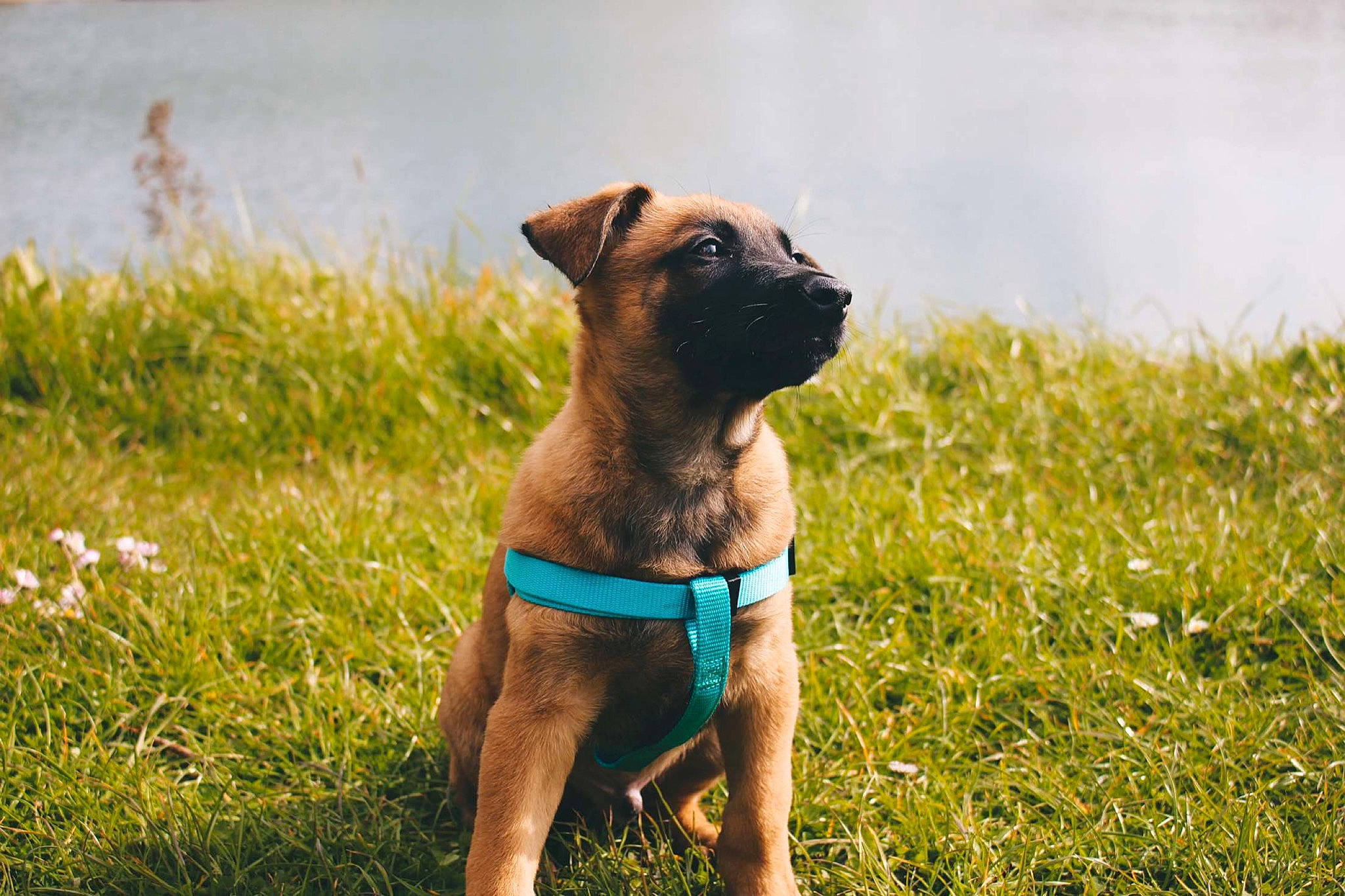 Rex participe au concours pour gagner de l'argent avec cette photo : carnivore, collar, companion_dog, dog, dog_breed, dog_collar, dog_supply, fawn, grass, grassland, herbaceous_plant, pet_supply, plant, pug, sporting_group, sunglasses, terrestrial_animal, toy_dog, tree, working_animal