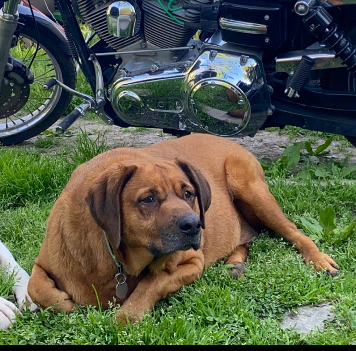 Rex joined the competition — help win amazing prizes! alloy_wheel, automotive_lighting, automotive_tire, carnivore, companion_dog, dog, dog_breed, fawn, fender, grass, liver, motor_vehicle, motorcycle, plant, snout, tire, tread, vehicle, wheel, working_animal