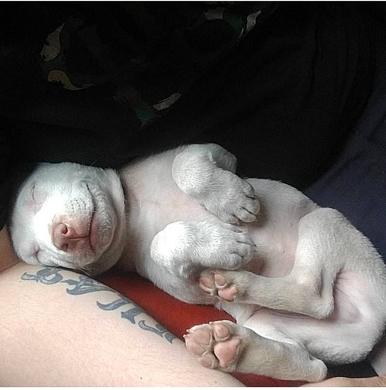 Dime joined the competition — help win amazing prizes! abdomen, art, artifact, barechested, carving, chest, child, classical_sculpture, comfort, flesh, fur, jaw, linens, nap, sculpture, sleep, statue, stuffed_toy, toy, trunk