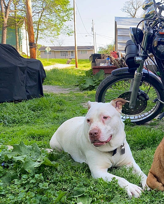 Dime is registered to the contest to win money with this photo: automotive_tire, bicycle, carnivore, collar, companion_dog, dog, dog_breed, fender, grass, lawn, motorcycle, plant, sky, snout, tire, tread, tree, vehicle, wheel, working_animal