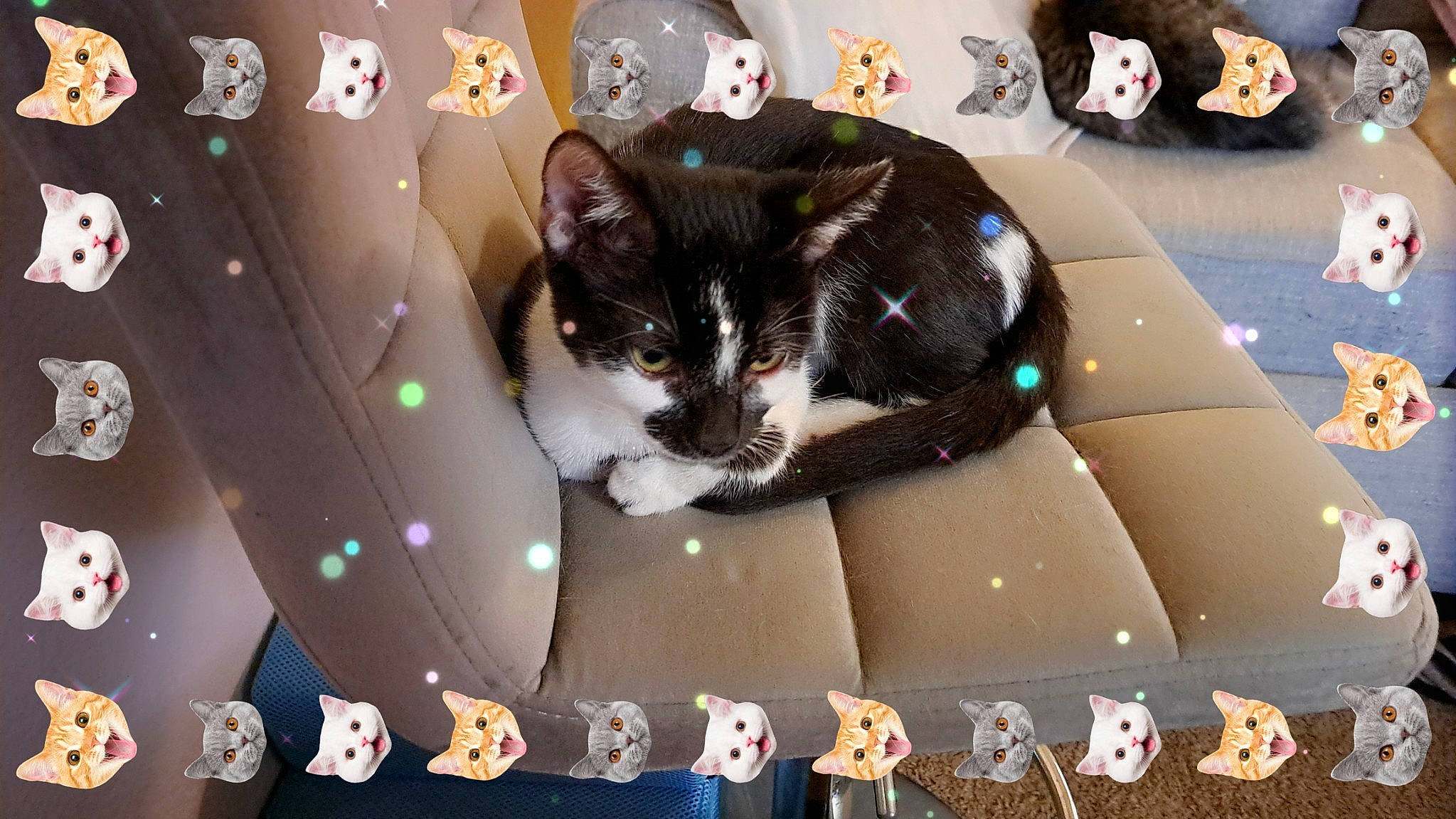 Reunion joined the competition — help win amazing prizes! art, carnivore, cat, comfort, domestic_short_haired_cat, event, felidae, font, fur, lap, pattern, photo_caption, room, small_to_medium_sized_cats, snapshot, tail, whiskers