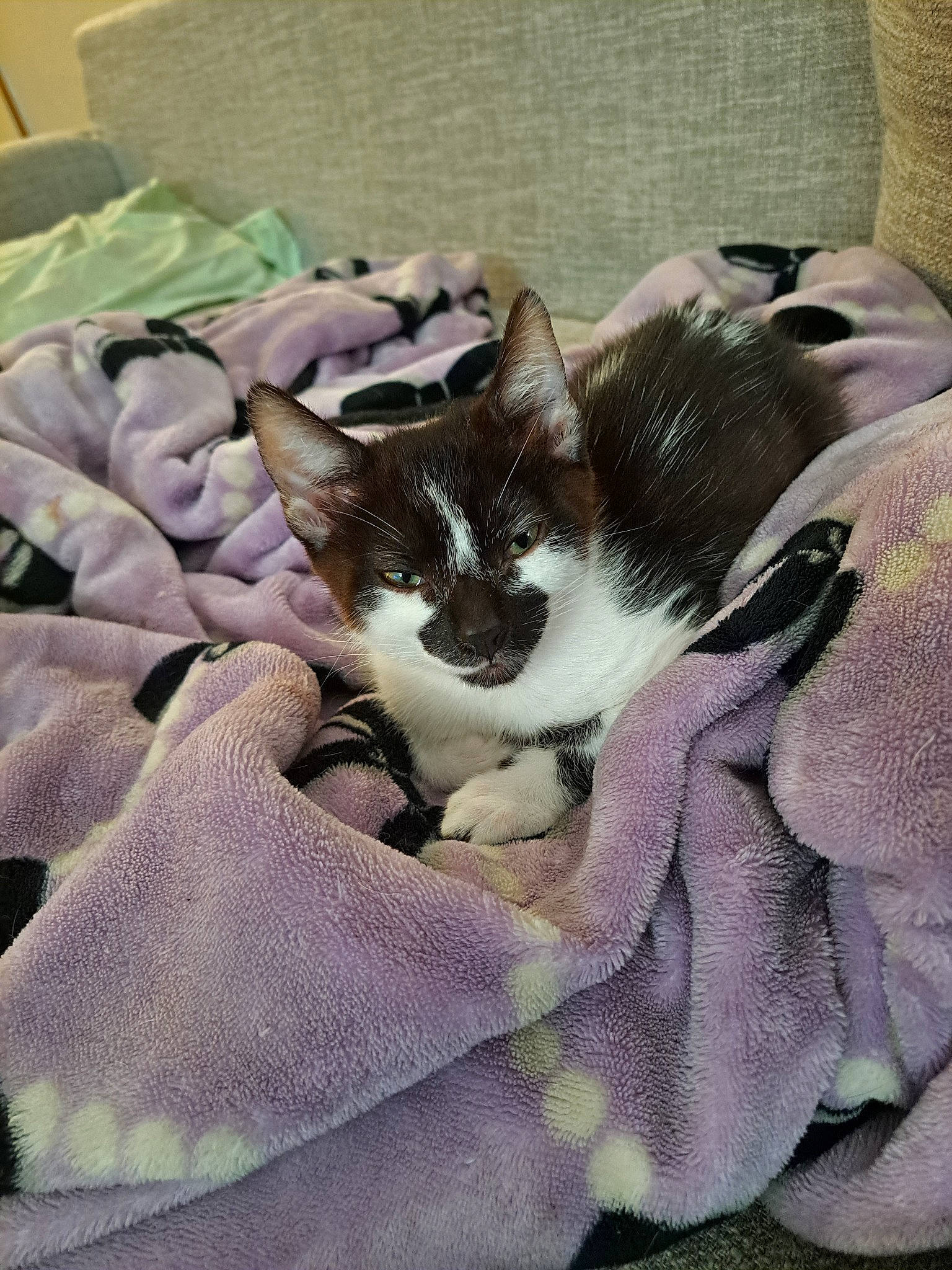 Reunion joined the competition — help win amazing prizes! bedding, blanket, carnivore, cat, comfort, domestic_short_haired_cat, felidae, fur, grass, grey, linens, nap, pattern, paw, plant, purple, small_to_medium_sized_cats, tail, textile, whiskers