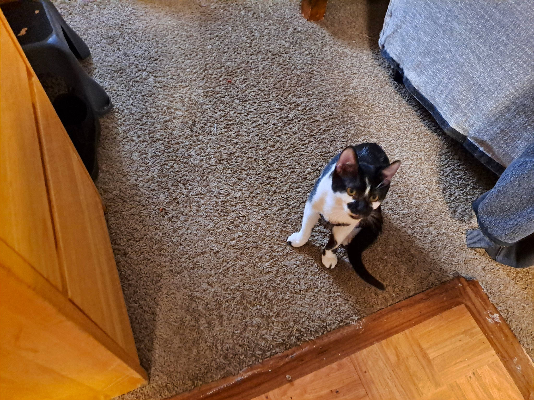 Reunion is registered to the contest to win money with this photo: carnivore, comfort, companion_dog, couch, dog, dog_breed, fawn, floor, flooring, grey, hardwood, laminate_flooring, sporting_group, tail, toy_dog, vehicle_door, wood, wood_flooring, wood_stain, working_animal