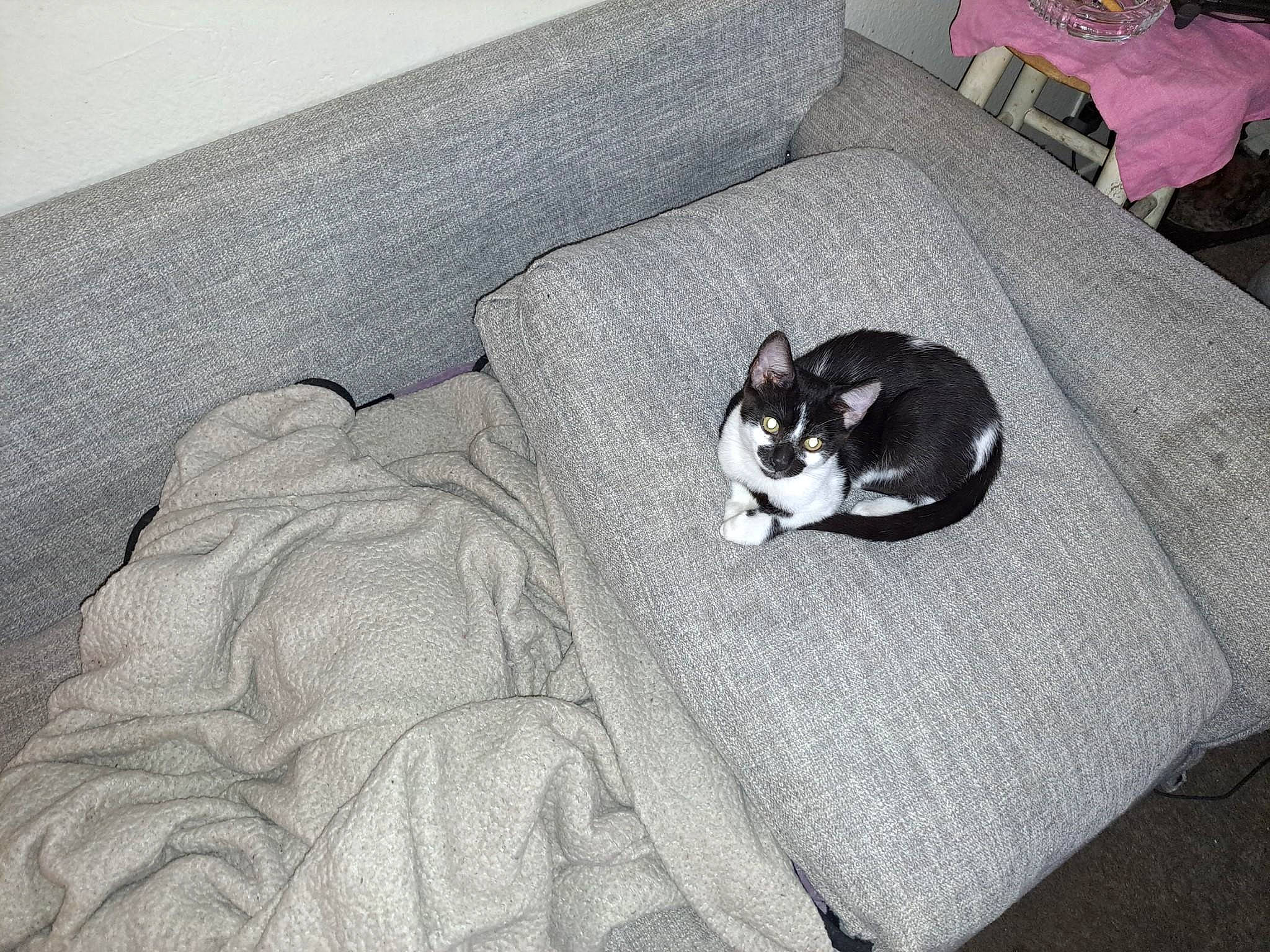 Reunion joined the competition — help win amazing prizes! bedding, canidae, carnivore, cat, comfort, companion_dog, couch, dog_breed, domestic_short_haired_cat, felidae, flooring, fur, grey, hardwood, linens, room, small_to_medium_sized_cats, sporting_group, tail, whiskers