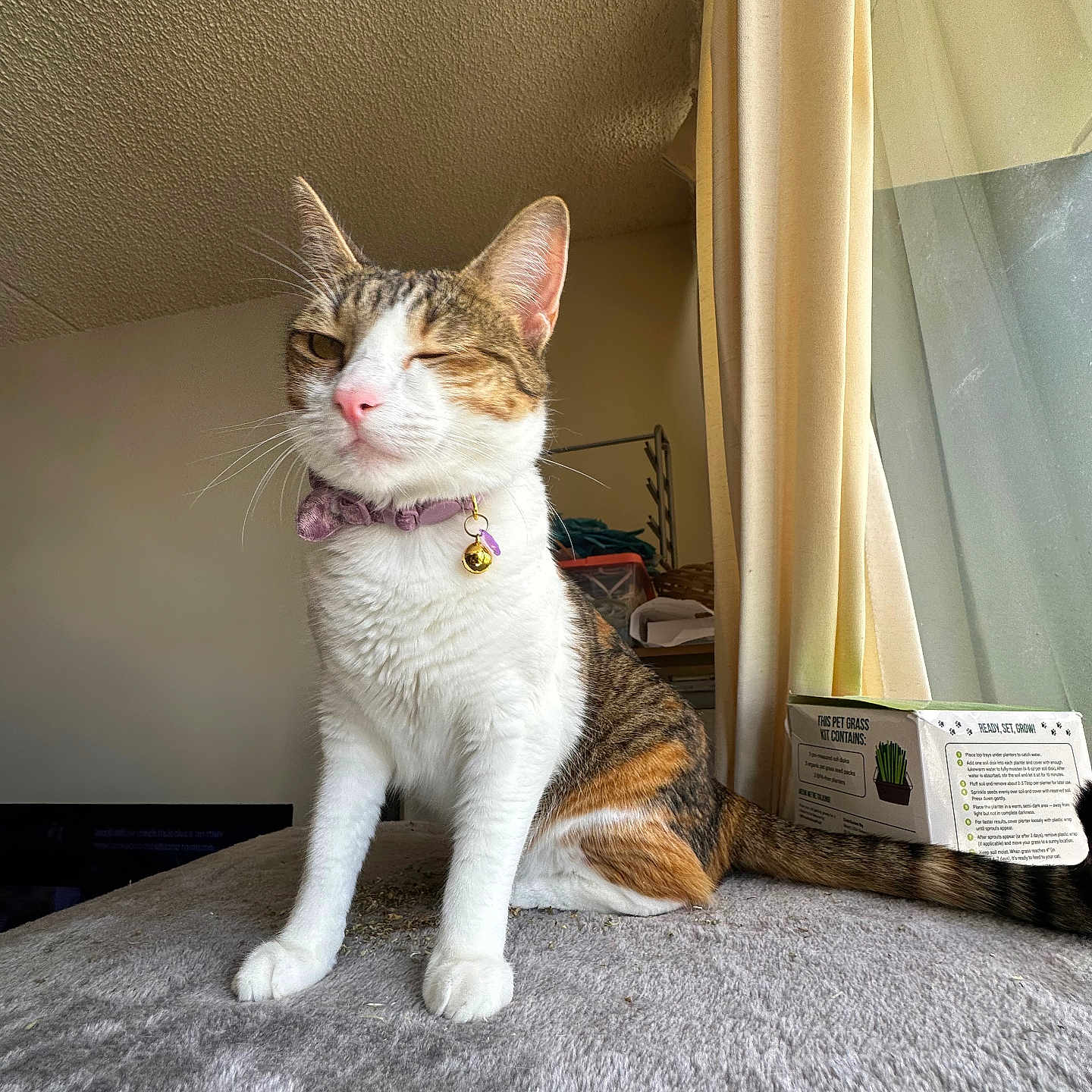 Smores joined the competition — help win amazing prizes! abyssinian, animal, architecture, bed, box, building, cat, couch, curtain, furniture, hardwood, homedecor, indoors, kitten, livingroom, manx, pet, room, text, wood