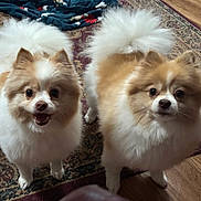 Sadie And Jia is registered to the contest to win money with this photo: dog, pomeranian, fluffy, indoor, carpet, patterned_rug, floor, pet, animal, cute, two_dogs, brown_and_white, fur, small_dog, tail, ears, standing, looking_up, happy, curious
