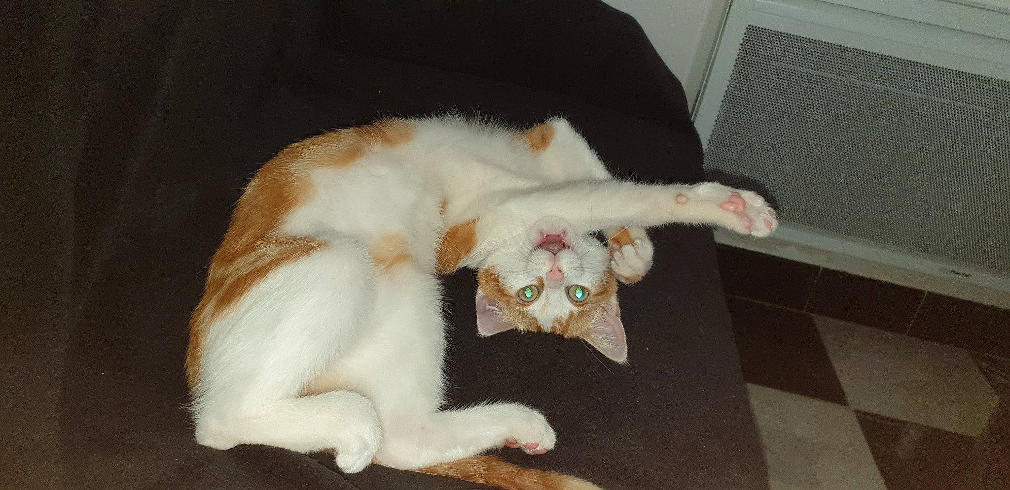 Patapouf a rejoint le concours — aidez-le/la à gagner de superbes lots ! carnivore, cat, claw, felidae, fur, kitten, oriental_longhair, paw, polydactyl_cat, small_to_medium_sized_cats, tail