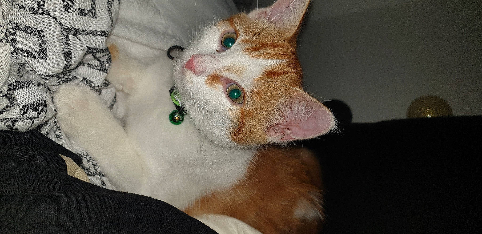 Patapouf a rejoint le concours — aidez-le/la à gagner de superbes lots ! aegean_cat, american_wirehair, carnivore, cat, domestic_short_haired_cat, ear, european_shorthair, eye, felidae, fur, german_rex, kitten, mammal, nose, ojos_azules, small_to_medium_sized_cats, snout, turkish_van, vertebrate, whiskers