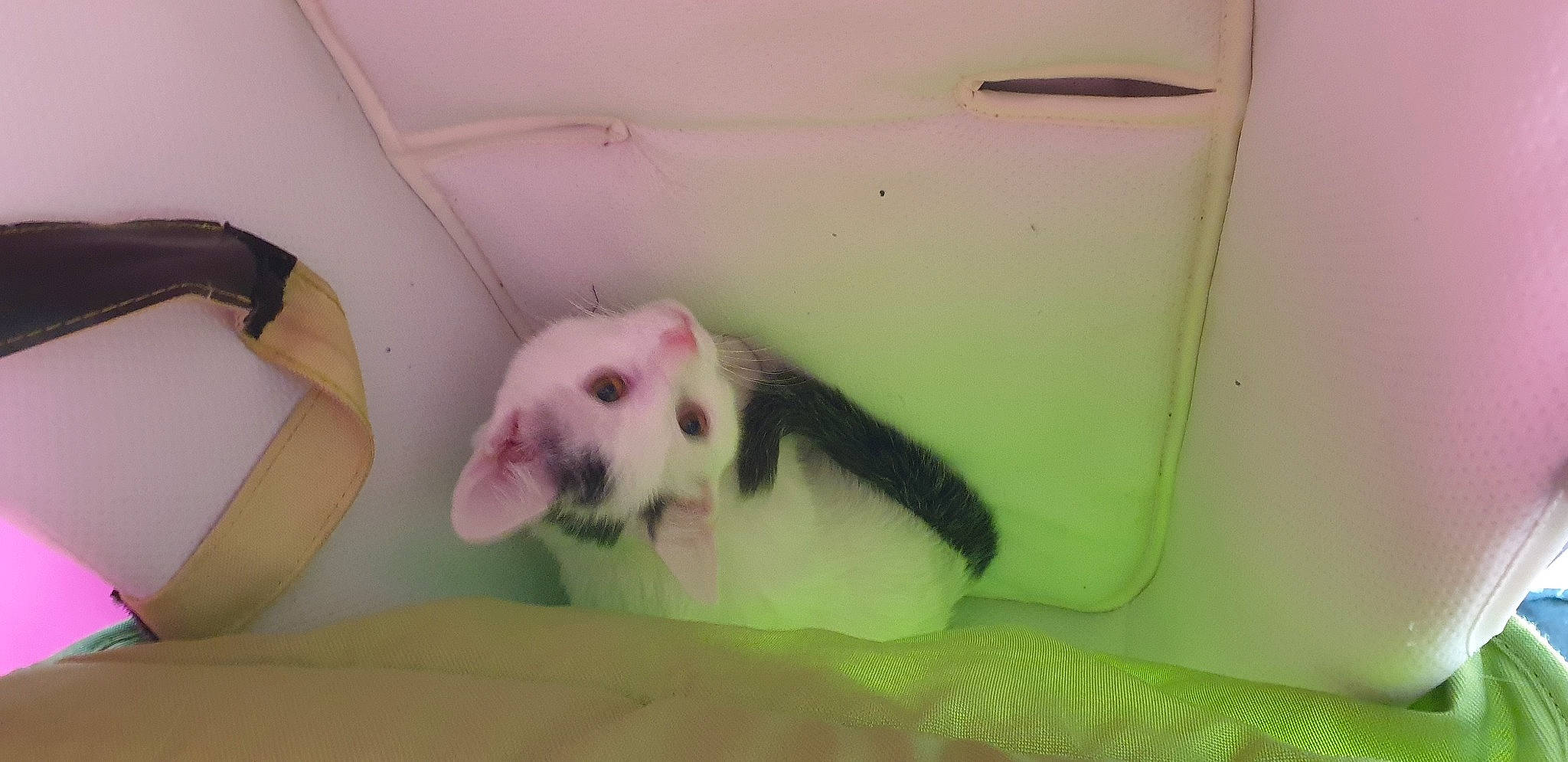 Olaf participe au concours pour gagner de l'argent avec cette photo : domestic_rabbit, ear, pink, rabbit, rabbits_and_hares, rodent, tail