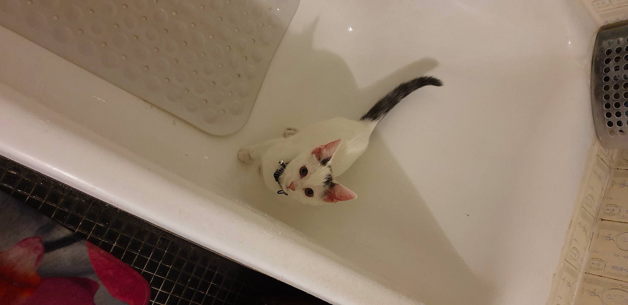 Olaf a rejoint le concours — aidez-le/la à gagner de superbes lots ! bathtub, tail
