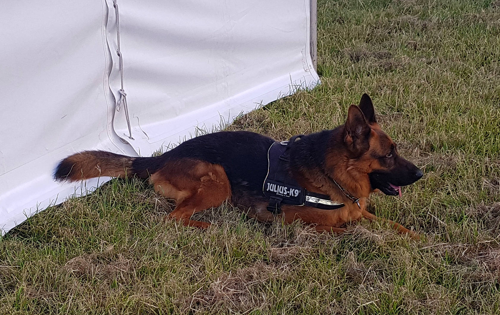 Judes a rejoint le concours — aidez-le/la à gagner de superbes lots ! belgian_shepherd, belgian_shepherd_malinois, canidae, carnivore, dog, dog_breed, east_european_shepherd, german_shepherd_dog, king_shepherd, mammal, old_german_shepherd_dog, police_dog, snout, vertebrate, working_dog