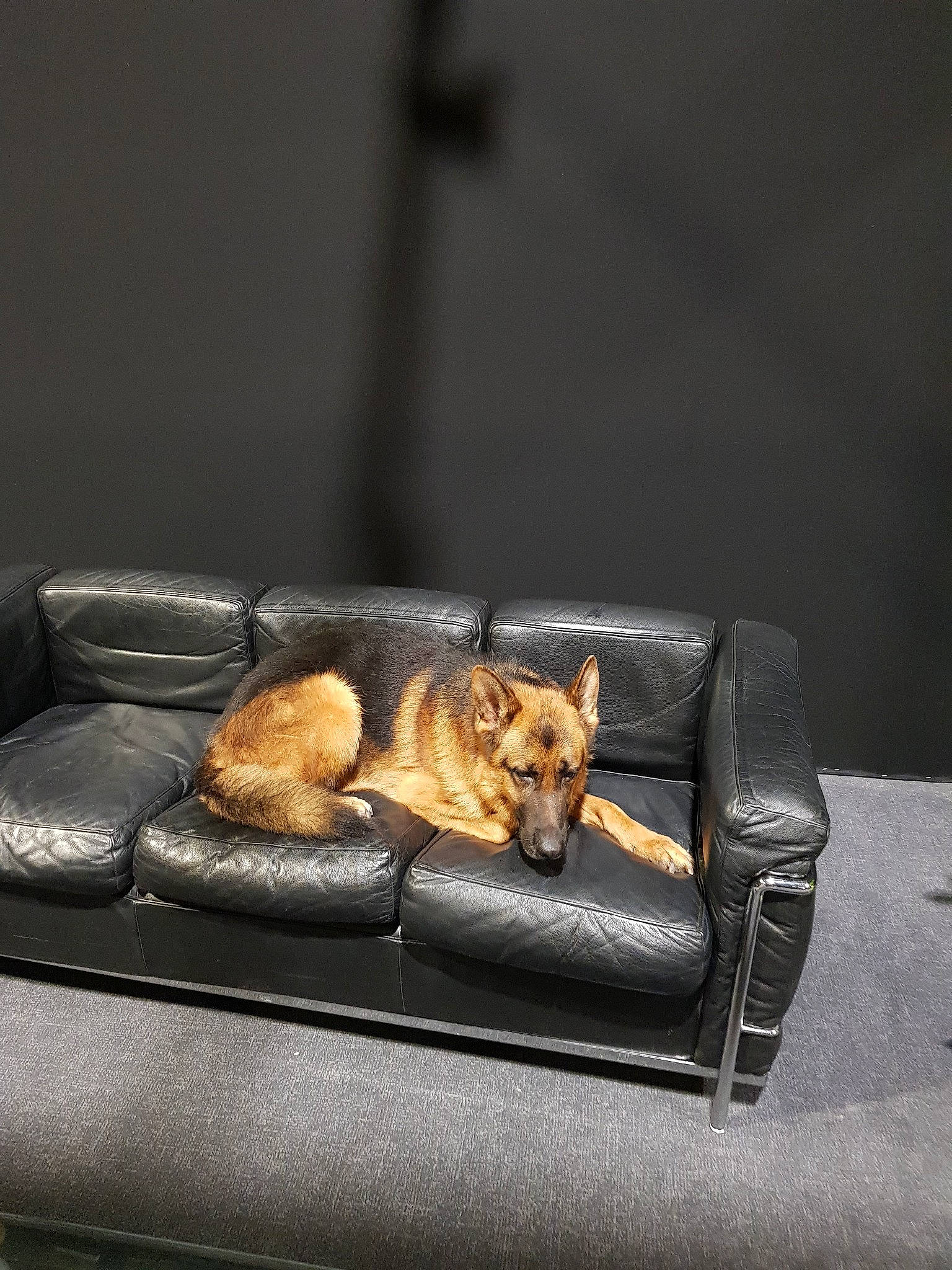 Judes participe au concours pour gagner de l'argent avec cette photo : canidae, carnivore, comfort, companion_dog, couch, dog, dog_breed, german_shepherd_dog