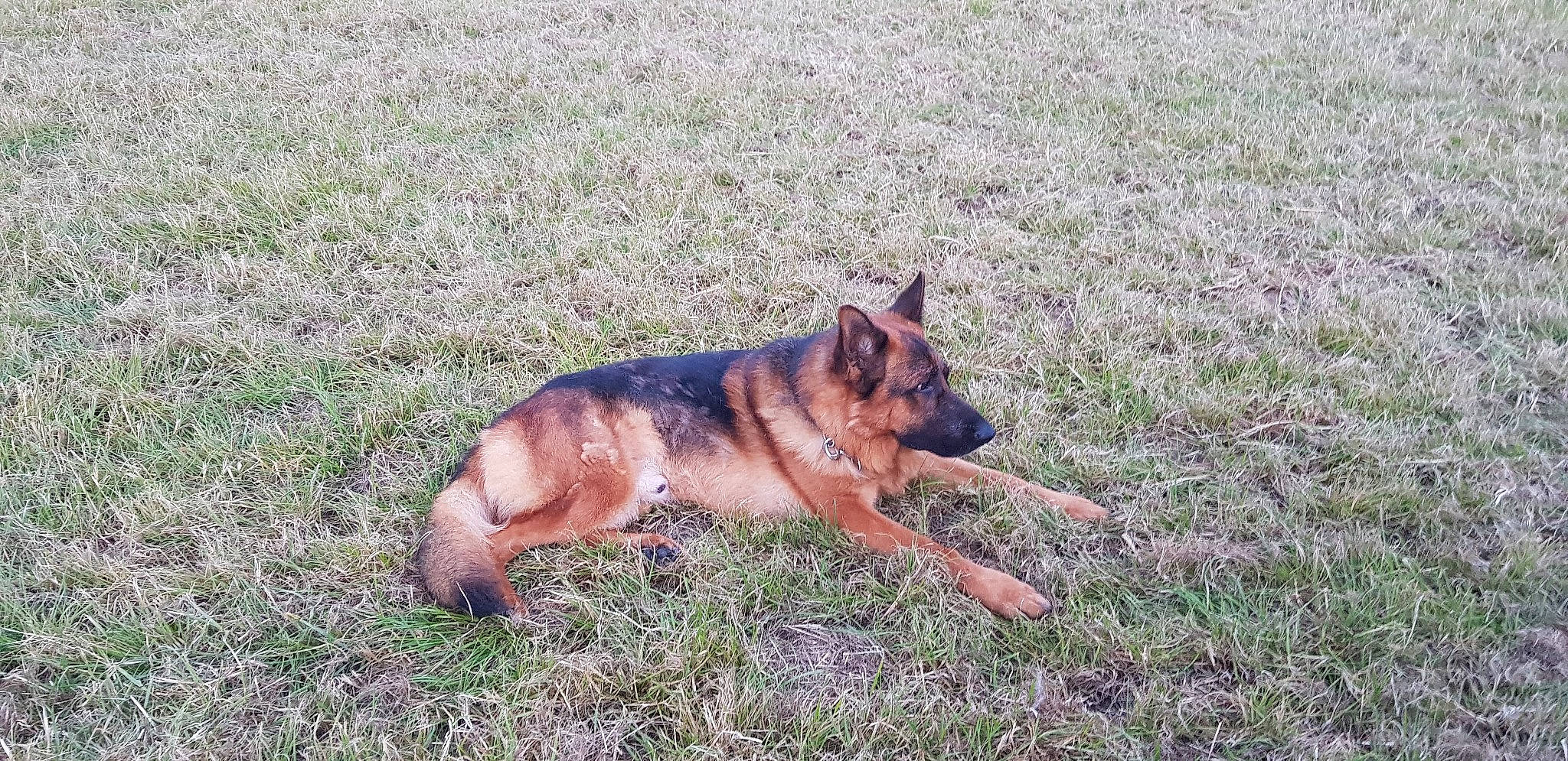 Judes a rejoint le concours — aidez-le/la à gagner de superbes lots ! belgian_shepherd, belgian_shepherd_malinois, canidae, carnivore, dog, dog_breed, east_european_shepherd, german_shepherd_dog, grass, herding_dog, king_shepherd, kunming_wolfdog, mammal, old_german_shepherd_dog, police_dog, shiloh_shepherd_dog, vertebrate, working_dog