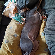 Thor participe au concours pour gagner de l'argent avec cette photo : animal, blanket, canine, comfort, couch, cozy, cute, dog, domestic, fur, furniture, home, indoor, nap, pet, pillow, relaxation, resting, sleeping, soft
