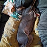 animal, blanket, canine, comfort, couch, cozy, cute, dog, domestic, fur, furniture, home, indoor, nap, pet, pillow, relaxation, resting, sleeping, soft