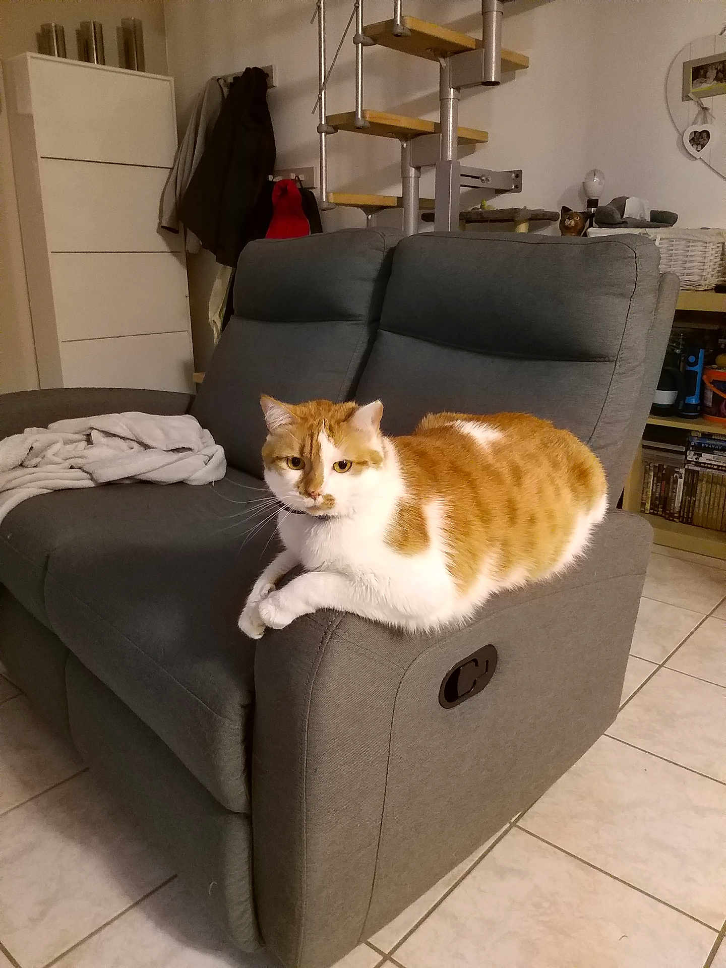 Guizmo participe au concours pour gagner de l'argent avec cette photo : abyssinian, accessories, animal, architecture, armchair, bag, building, cat, chair, couch, furniture, handbag, indoors, interiordesign, lamp, livingroom, manx, pet, room, wood