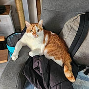 Guizmo participe au concours pour gagner de l'argent avec cette photo : accessories, animal, armchair, backpack, bag, baggage, cat, chair, couch, cushion, furniture, hardwood, homedecor, kitten, manx, person, pet, sleeping, strap, wood