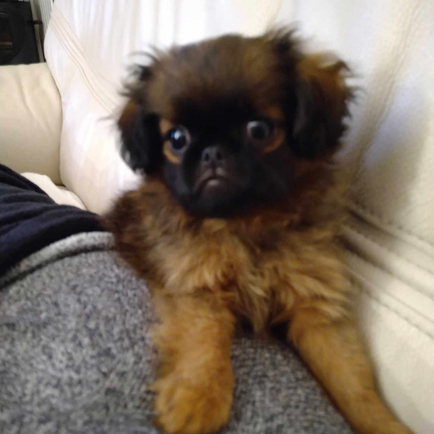 Rozenn participe au concours pour gagner de l'argent avec cette photo : animal, black_face, blanket, brown_fur, companion, couch, cute, dog, domestic, expression, fluffy, fur, home, indoor, laying_down, pet, puppy, relaxing, small_dog, wide_eyes