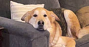 Jasper joined the competition — help win amazing prizes! dog, couch, living_room, pet, relaxed, pillow, furniture, indoor, canine, resting, cozy, home, domestic_animal, carpet, window, wood, casual, sleepy, comfortable, brown_dog