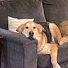dog, couch, living_room, pet, relaxed, pillow, furniture, indoor, canine, resting, cozy, home, domestic_animal, carpet, window, wood, casual, sleepy, comfortable, brown_dog