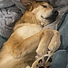 Jasper joined the competition — help win amazing prizes! dog, sleeping, blanket, cozy, paw, fur, relaxation, indoors, comfort, rest, canine, pet, cute, snuggle, napping, soft, peaceful, animal, mammal, couch