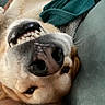 Jasper joined the competition — help win amazing prizes! dog, upside_down, close_up, nose, teeth, blanket, couch, fur, playful, pet, snout, indoor, relaxed, cute, smile, animal, canine, cozy, fur_texture, resting