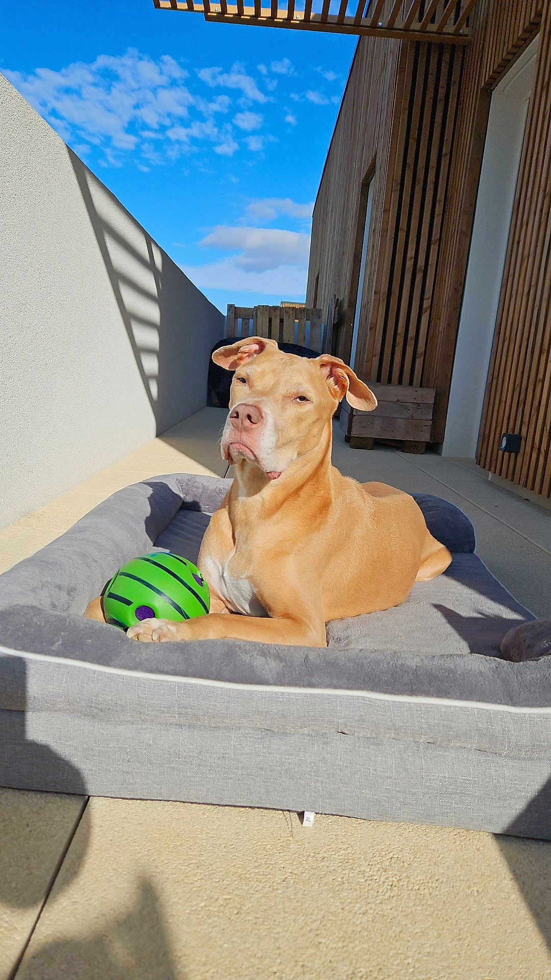 Bella