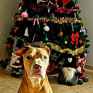 Bella participe au concours pour gagner de l'argent avec cette photo : dog, christmas_tree, ornaments, holiday_decorations, gnomes, indoor, tile_floor, red_bow, tinsel, candy_cane, pine_tree, festive, pet, brown_dog, white_markings, sitting, portrait, wall_art, floor_tiles, holiday
