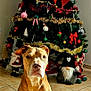 dog, christmas_tree, ornaments, holiday_decorations, gnomes, indoor, tile_floor, red_bow, tinsel, candy_cane, pine_tree, festive, pet, brown_dog, white_markings, sitting, portrait, wall_art, floor_tiles, holiday