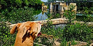 Bella participe au concours pour gagner de l'argent avec cette photo : dog, animal, outdoor, nature, river, water, trees, greenery, sky, clouds, bridge, harness, canine, sunlight, daytime, wood, logs, plants, scenery, landscape