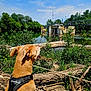 dog, animal, outdoor, nature, river, water, trees, greenery, sky, clouds, bridge, harness, canine, sunlight, daytime, wood, logs, plants, scenery, landscape