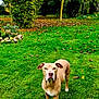 Bella participe au concours pour gagner de l'argent avec cette photo : dog, grass, tennis_ball, tree, autumn_leaves, outdoor, pet, nature, greenery, canine, yard, playful, animal, park, summer, leaf, brown_dog, standing, daylight, garden
