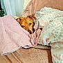 Bella participe au concours pour gagner de l'argent avec cette photo : dog, blanket, towel, couch, indoor, pet, cozy, snug, brown_dog, fur, ears, eyes, face, resting, home, soft, comfort, fabric, relaxation, animal