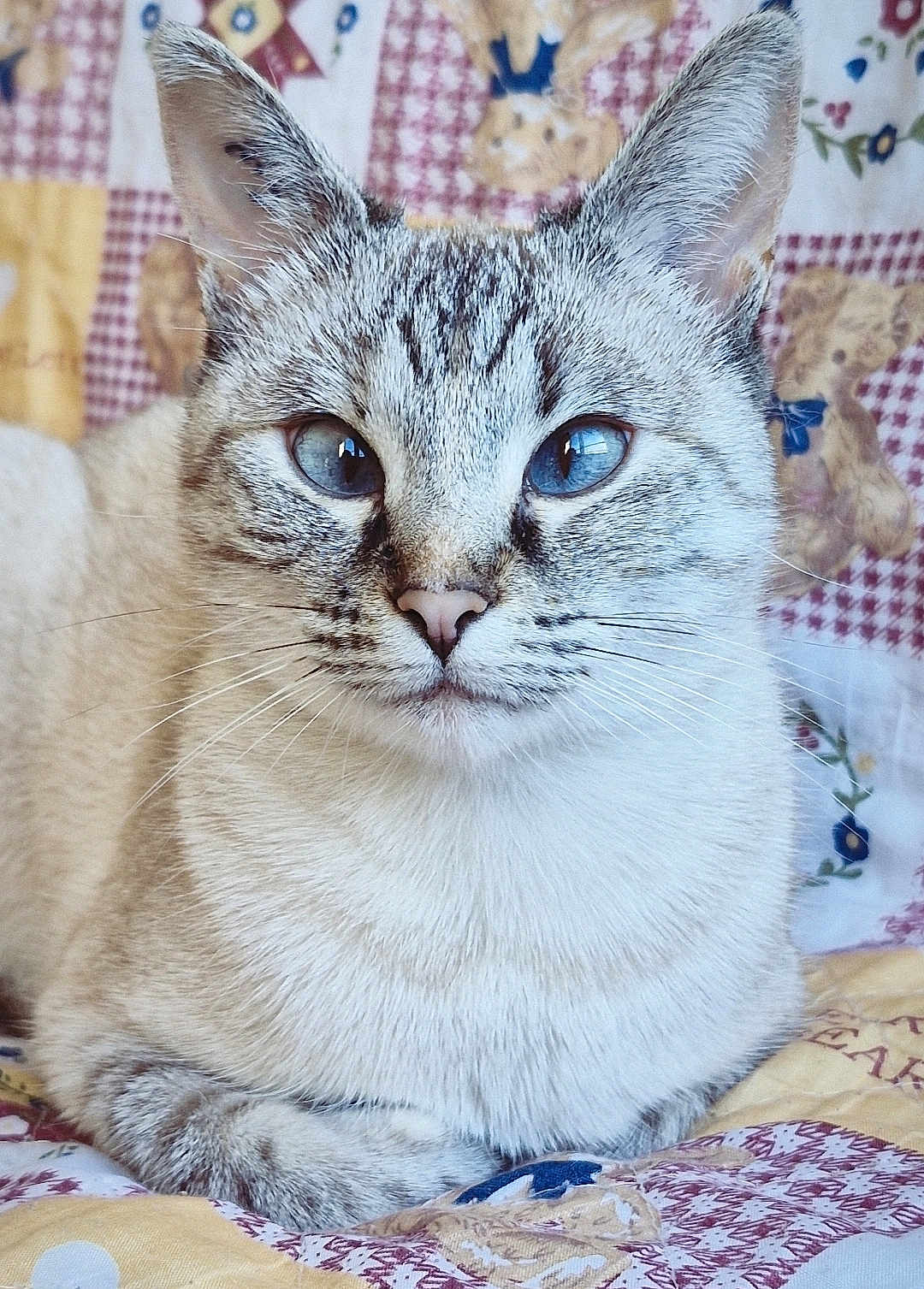 Meimei a rejoint le concours — aidez-le/la à gagner de superbes lots ! cat, blue_eyes, close_up, resting, patchwork_quilt, teddy_bear_pattern, feline, indoor, fur, whiskers, ears, face, animal, cute, pet, mammal, domestic_animal, cozy, comfort, soft