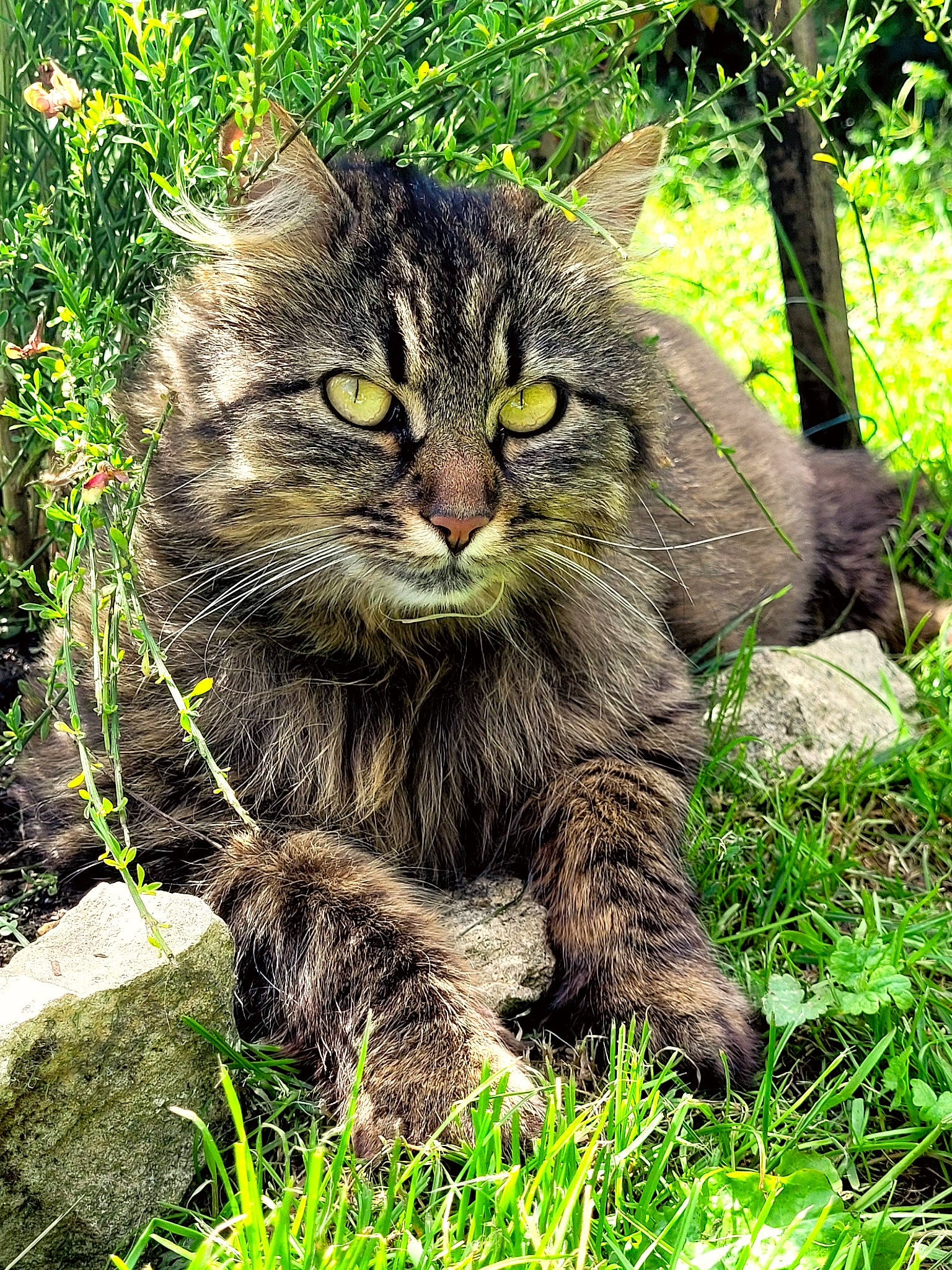 Crevette participe au concours pour gagner de l'argent avec cette photo : carnivore, cat, domestic_short_haired_cat, eye, felidae, fur, grass, groundcover, head, jungle, natural_landscape, organism, plant, small_to_medium_sized_cats, snout, tail, terrestrial_animal, terrestrial_plant, tree, whiskers