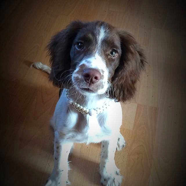Gracie is registered to the contest to win money with this photo: