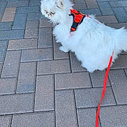 Belle joined the competition — help win amazing prizes! brick_pattern, cat, close_up, curious_expression, feline, fluffy, green_eyes, harness, leash, long_hair, orange_harness, outdoor, pavement, pavers, pet, red_leash, side_view, walking, whiskers, white_cat